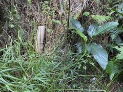 Eleocharis elegans