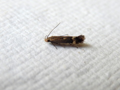 Aproaerema simplexella