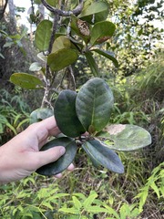 Schlegelia brachyantha