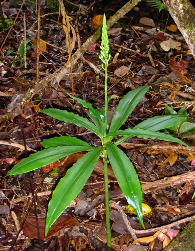 Rarotonga ground-orchid (Habenaria amplifolia)