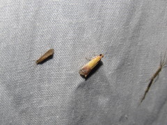 Piesmopoda semilutea