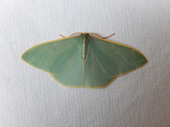 Chlorocoma assimilis