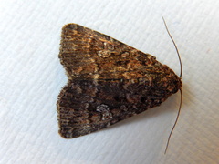 Condica aroana