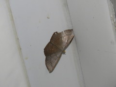 Plesiomorpha flaviceps