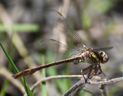 Phanogomphus minutus