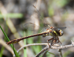 Phanogomphus minutus