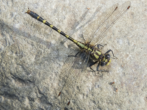 Neogomphus molestus · iNaturalist Chile