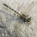 Neogomphus molestus - Photo (c) Claudio Maureira, some rights reserved (CC BY-NC-SA), uploaded by Claudio Maureira