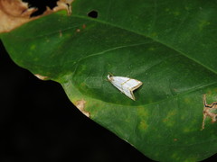 Pseudargyria interruptella