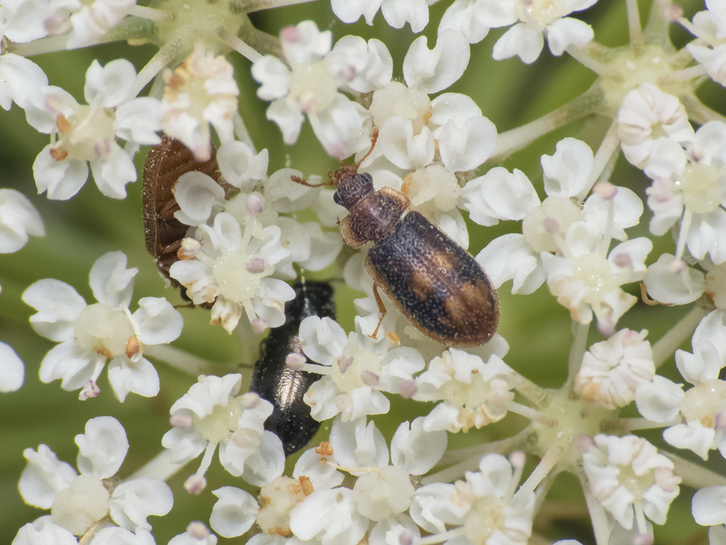 Decamerinae