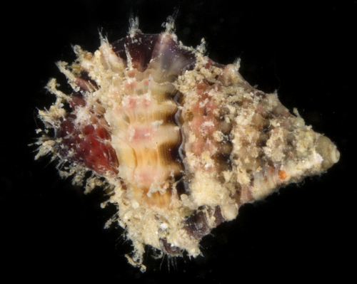 Gyrineum gyrineum, 2017-05-30