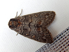 Discophlebia celaena
