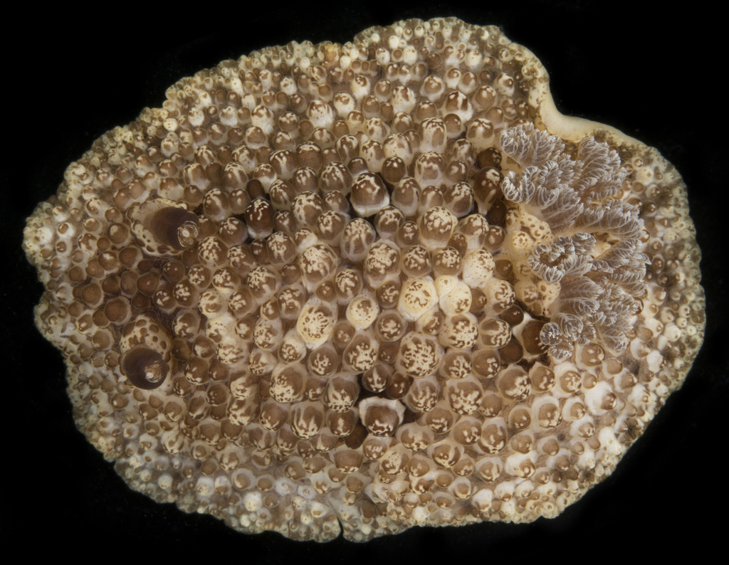 Carminodoris grandiflora