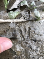 Oryzomys palustris
