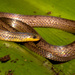 Werner's Ground Snake - Photo (c) phorusrhacoslongissimus, some rights reserved (CC BY-NC), uploaded by phorusrhacoslongissimus