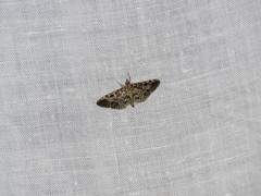 Rhimphaliodes macrostigma
