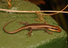 Trachylepis wahlbergii