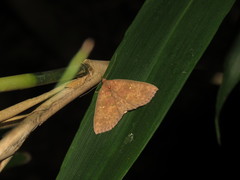 Sarobides inconclusa