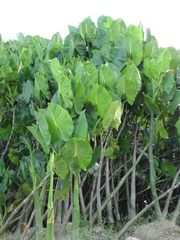 Montrichardia linifera