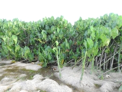 Montrichardia linifera