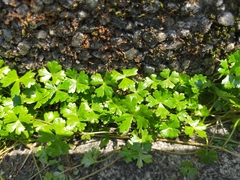 Hydrocotyle batrachium