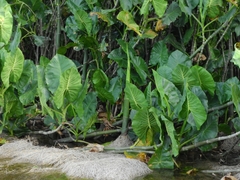 Montrichardia linifera