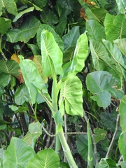 Montrichardia linifera