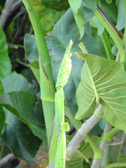Montrichardia linifera