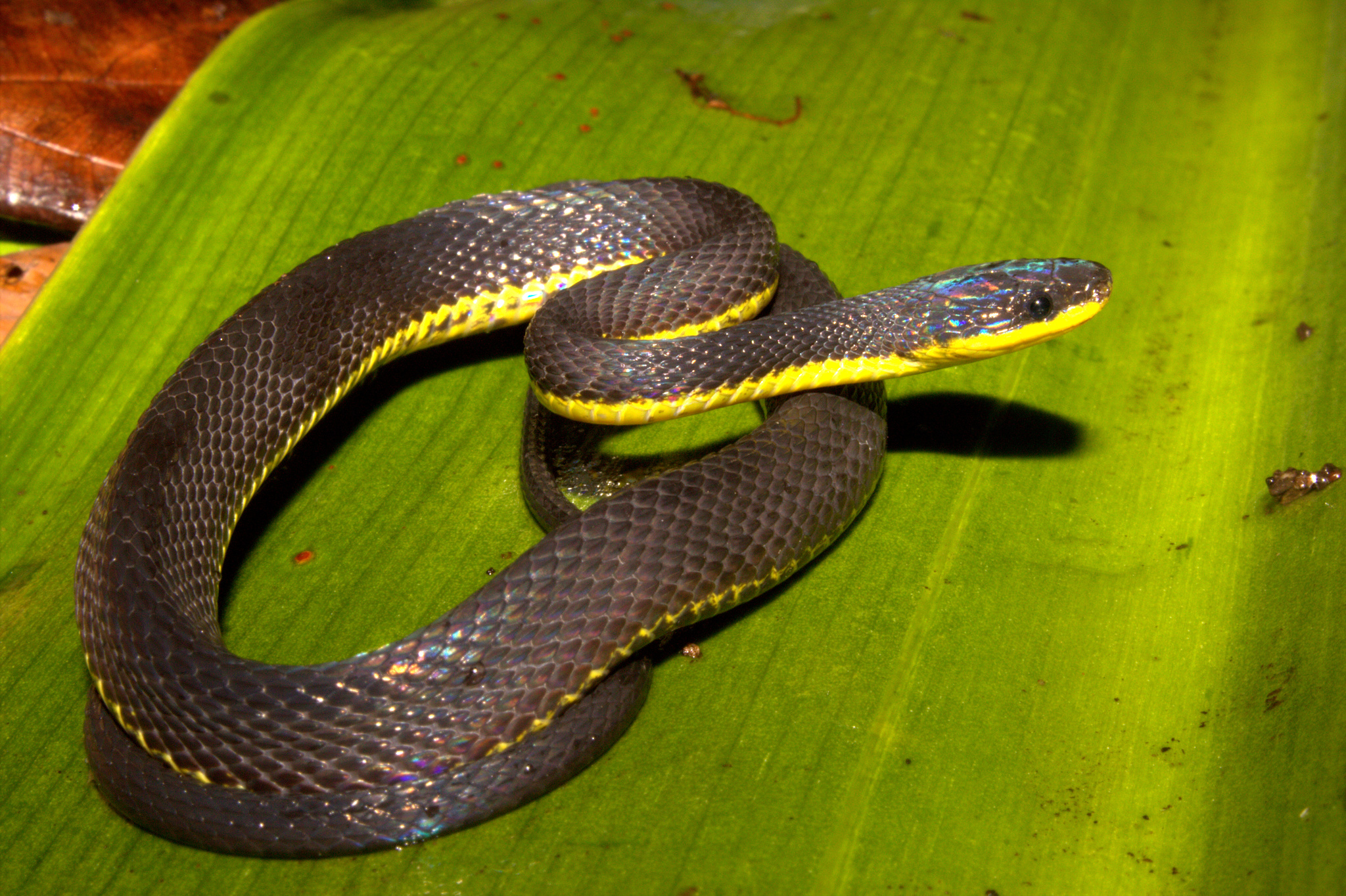 Lasalle's Fishing Snake (Synophis lasallei) · iNaturalist