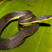 Lasalle's Fishing Snake - Photo (c) Andrés Camilo Montes-Correa, some rights reserved (CC BY-NC), uploaded by Andrés Camilo Montes-Correa