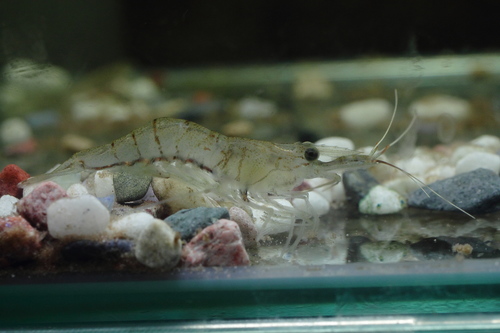Palaemon paucidens