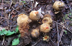 Calostoma ravenelii ravenelii
