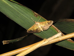 Syllepte sellalis