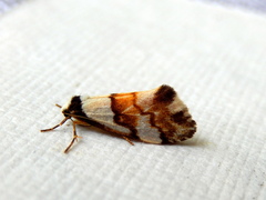 Philenora irregularis