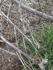 Sceloporus olivaceus