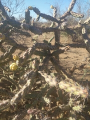 Cylindropuntia thurberi versicolor
