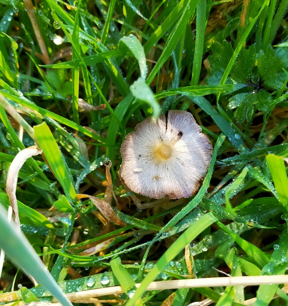 Bolbitiaceae from Te Uri, New Zealand on March 17, 2021 at 1233 PM by