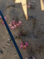 Alstroemeria recumbens