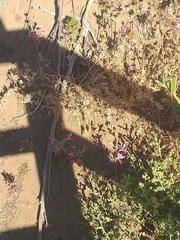 Alstroemeria recumbens