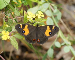 Tisiphone abeona albifascia