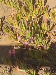 Alstroemeria recumbens