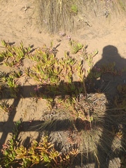 Alstroemeria recumbens