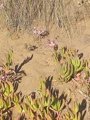 Alstroemeria recumbens