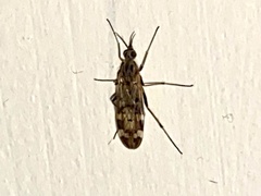 Sylvicola alternatus