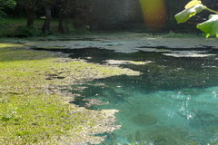 Callitriche platycarpa