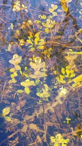 Bacopa caroliniana image