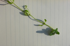 Callitriche platycarpa