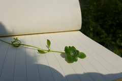 Callitriche platycarpa