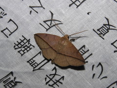 Ugia purpurea