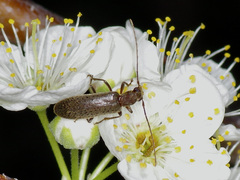 Sparedrus aspersus